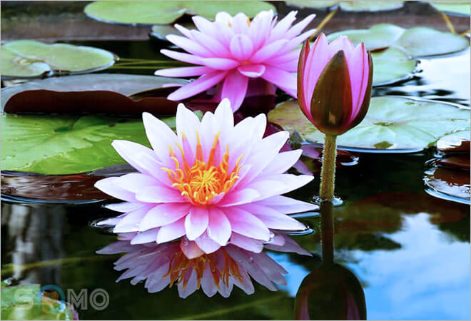 mơ thấy hoa súng đánh lô đề con gì