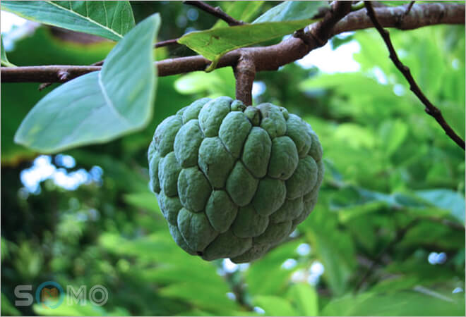 mơ thấy quả na đánh lô đề con gì
